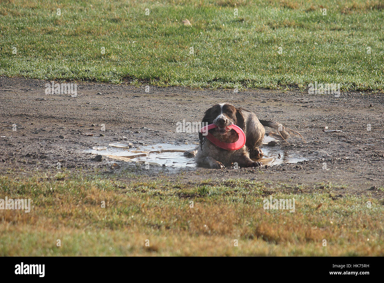 Arbeiten Art Englisch Springer Spaniel Haustier Jagdhund mit Frisbee in Pfütze Stockfoto