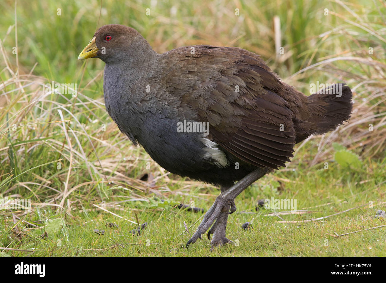 Tasmanische Ureinwohner-Hen (Tribonyx Mortierii) zu Fuß auf dem Rasen Stockfoto