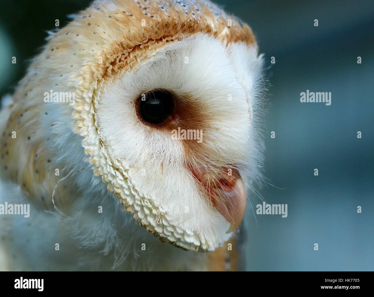 Barn Owl Kopf Nahaufnahme, Rye, East Sussex, England, Großbritannien Stockfoto