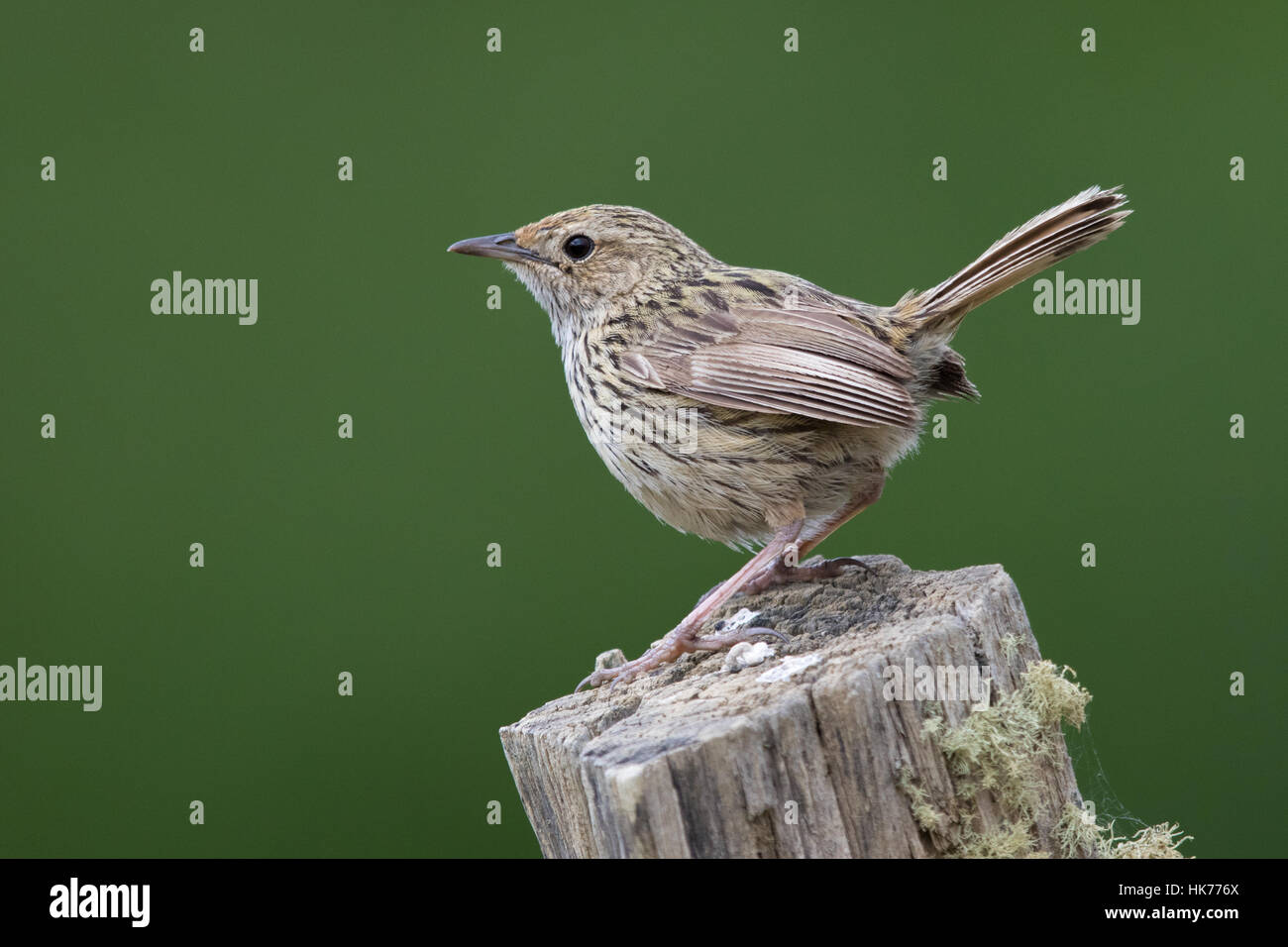 Gekerbten Fieldwren (Calamanthus Fuliginosus) thront oben auf einem Zaunpfahl Stockfoto