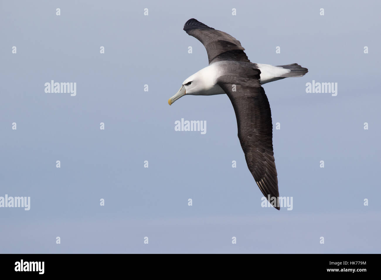 Schüchterner Albatros (Thalassarche Cauta) im Flug Stockfoto