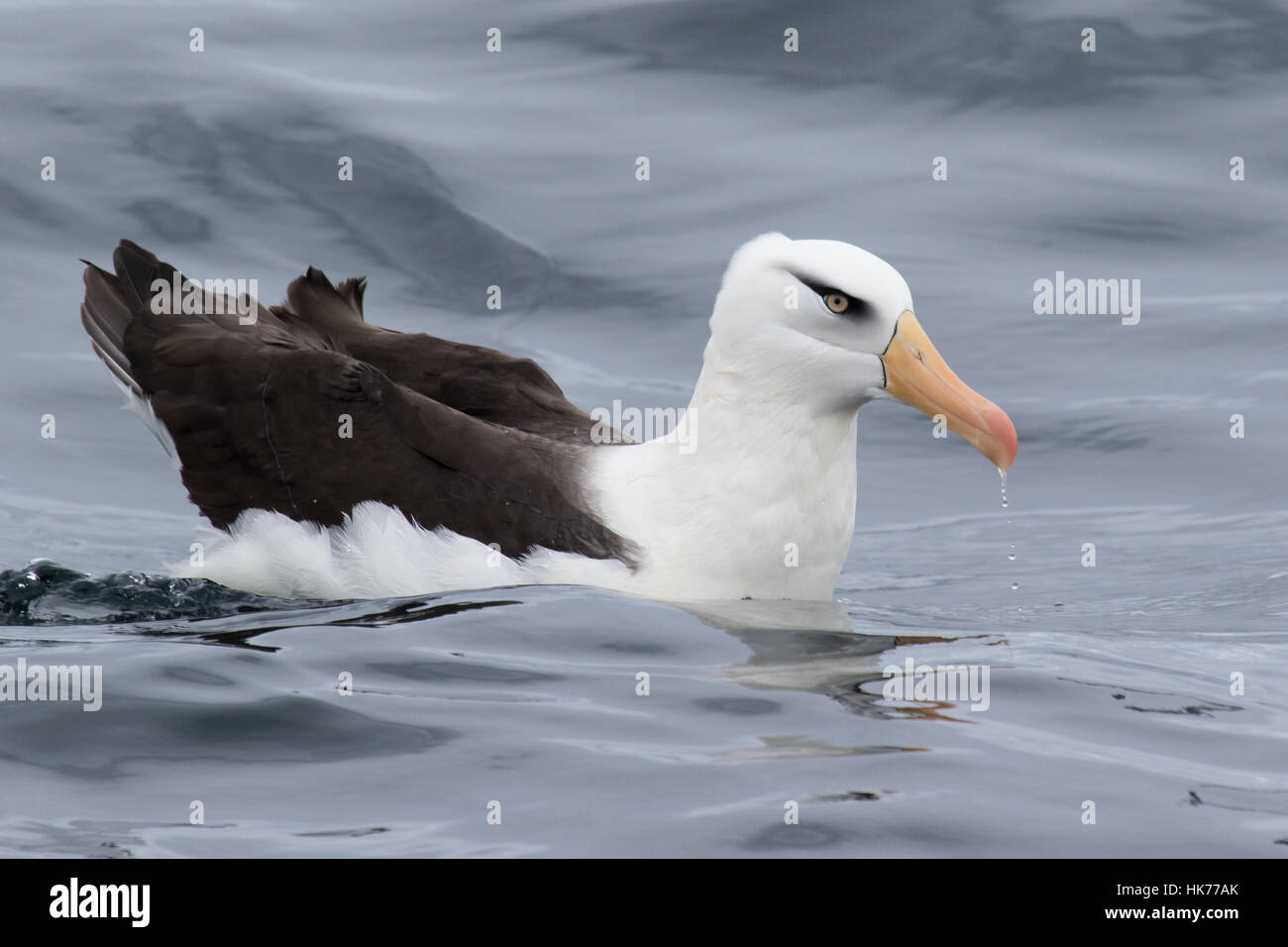 Erwachsenen Campbell-Albatros (Thalassarche Impavida) schwimmen auf der Oberfläche des Ozeans Stockfoto