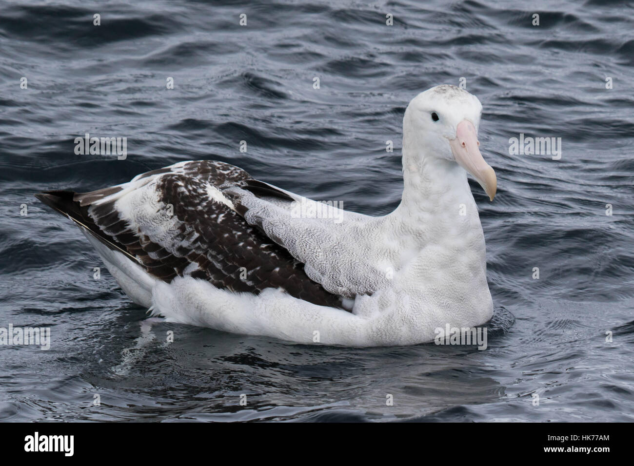 Südlichen Royal Albatros (Diomedea Epomomorpha) Stockfoto