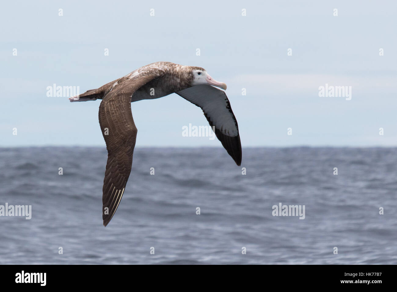Unreife Wanderalbatros (Diomedea Exulans) fliegen über dem Pazifischen Ozean Stockfoto