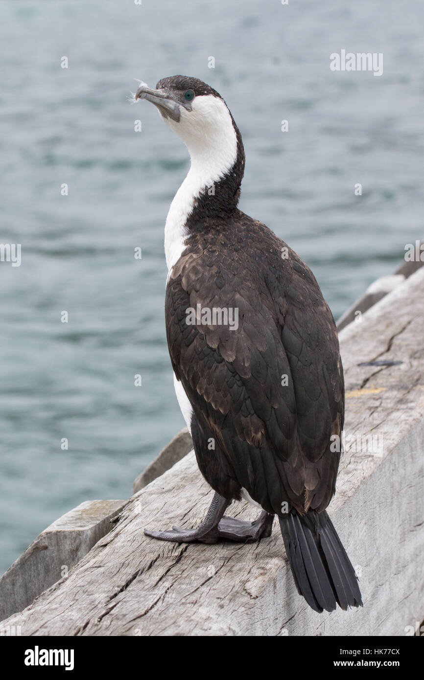 Black-faced Kormoran (Phalacrocorax Fuscescens) sitzt auf einem Angelpier Stockfoto