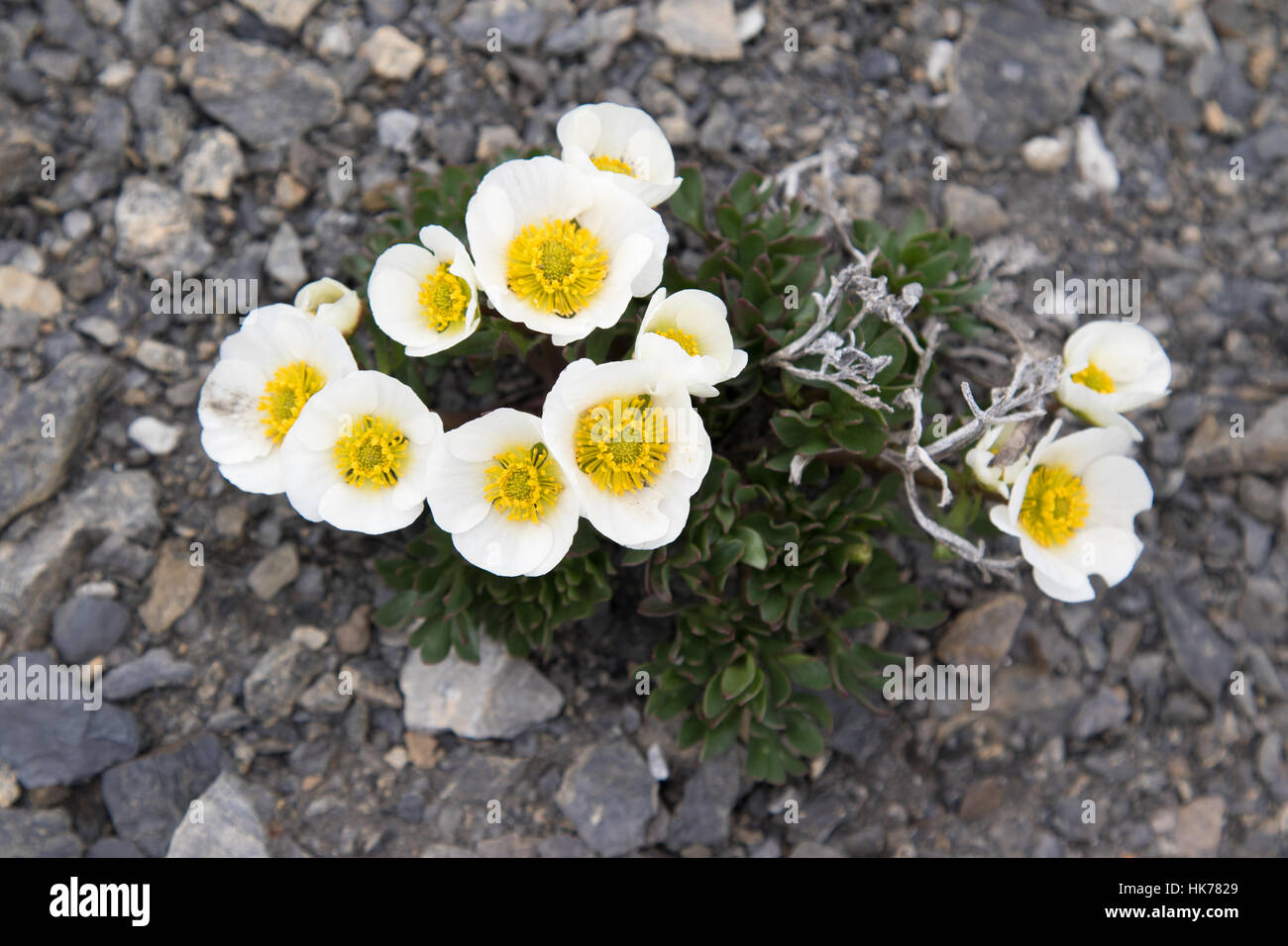 Gletscher Crowfoot (Ranunculus Cyclopoida) Blumen Stockfoto