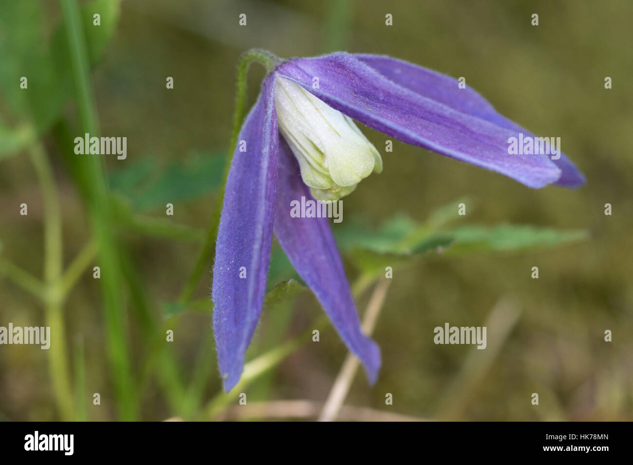 Alpenblume Waldrebe (Clematis Alpina) Stockfoto