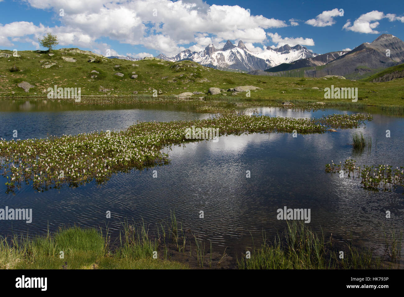 Wasserpflanzen in einem Bergsee in den französischen Alpen. Col-de-la-Croix-de-Fer-Rhone-Alpes, Frankreich Stockfoto