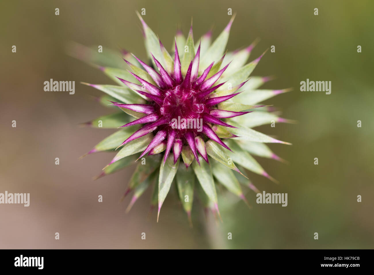 ungeöffnete Nickende Distel (Blütenstandsboden Nutans) Blume Stockfoto