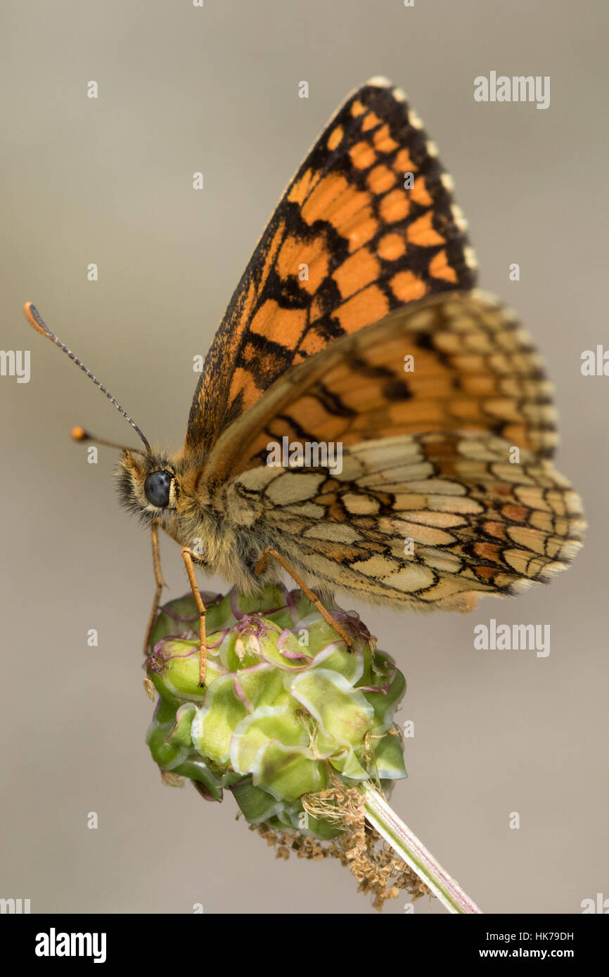 Flockenblume Fritillary (Melitaea Phoebe) ruht auf einem seedhead Stockfoto