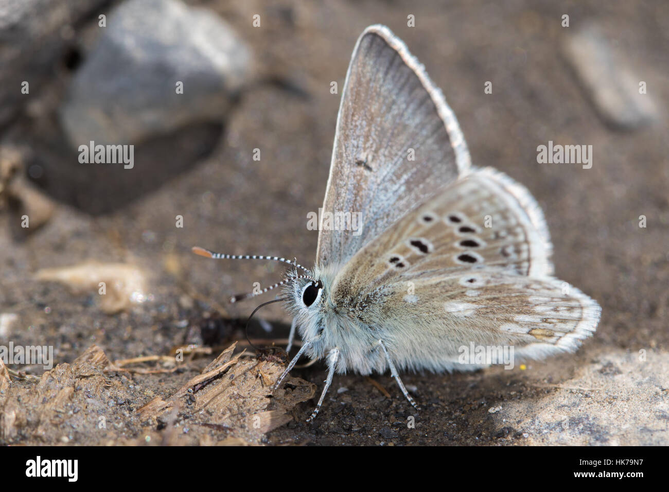 Glandon blau (Plebejus Glandon) Schmetterlinge ernähren sich von Mineralien aus dem feuchten Boden Stockfoto