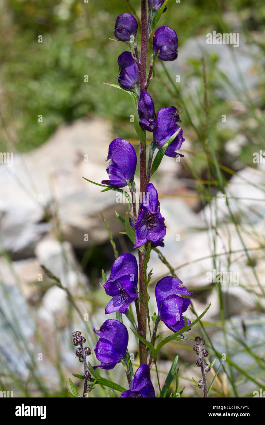 Mönche-Haube (Aconitum Napellus Agg) Blumen Stockfoto