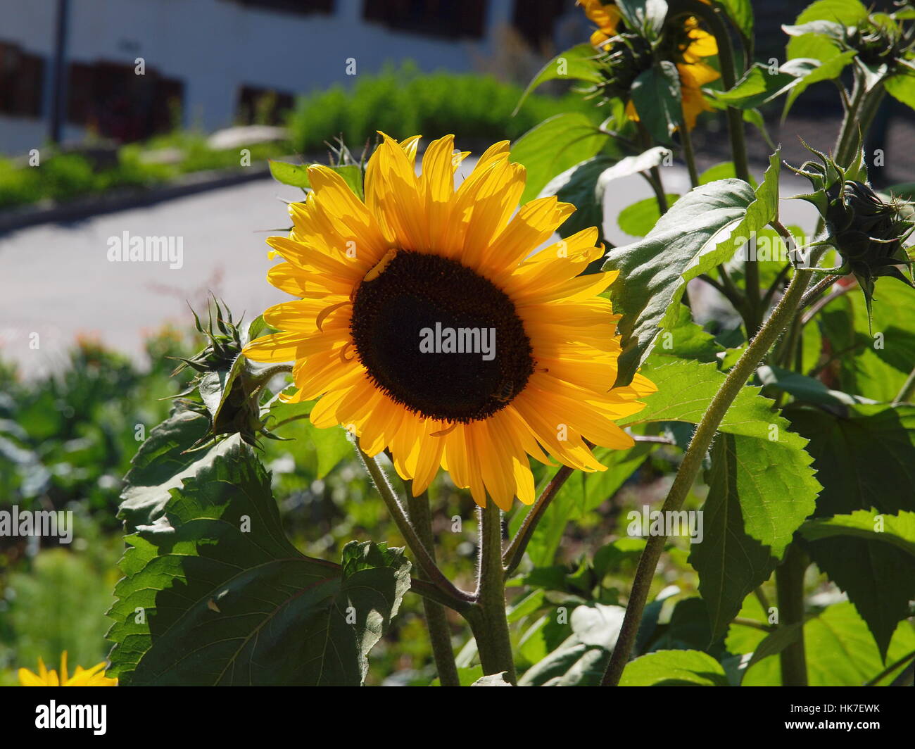 Blume, Pflanze, Sonnenblume, Glanz erstrahlt, hell, lucent, hell, ruhig, Stockfoto