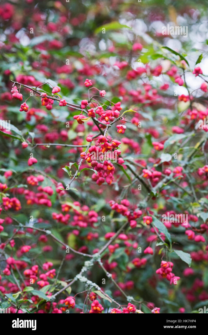 Euonymus Europaeus Beeren Red Cascade im Herbst. Stockfoto