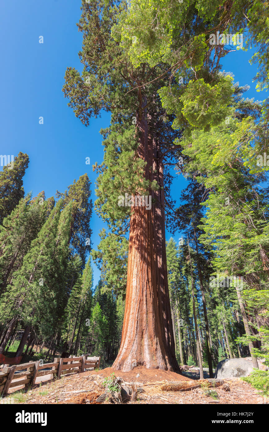 Sequoia Nationalpark, Kalifornien Stockfoto