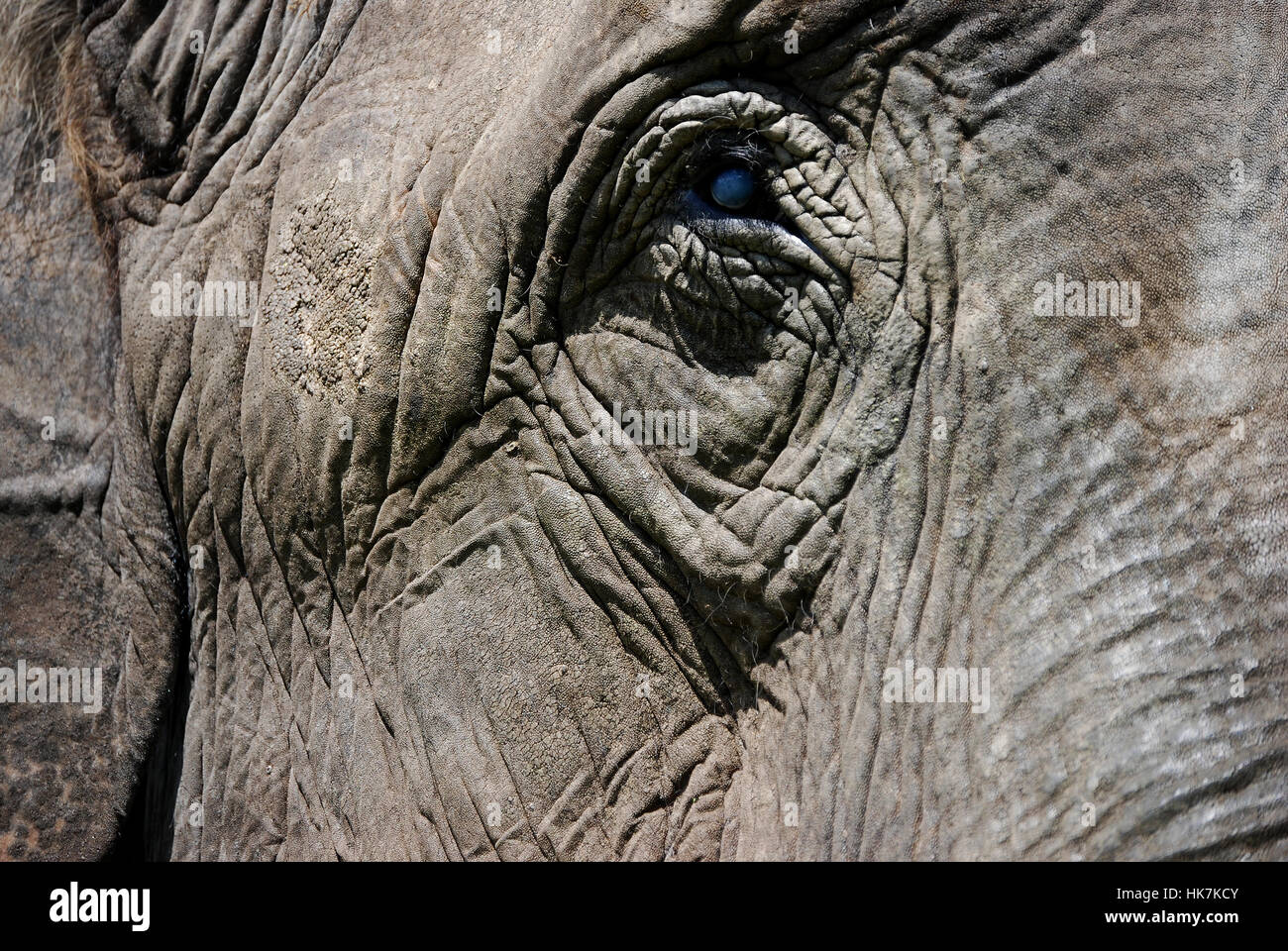 Nahaufnahme von einem Elefantenkopf Stockfoto