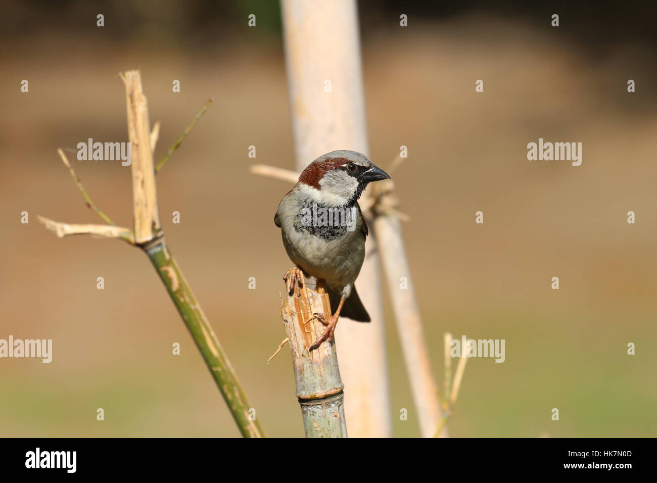 Fliegen Tier Vogel Vogel Zweig Spatz Kostenlos Hintergrund Hintergrund Stockfotografie Alamy