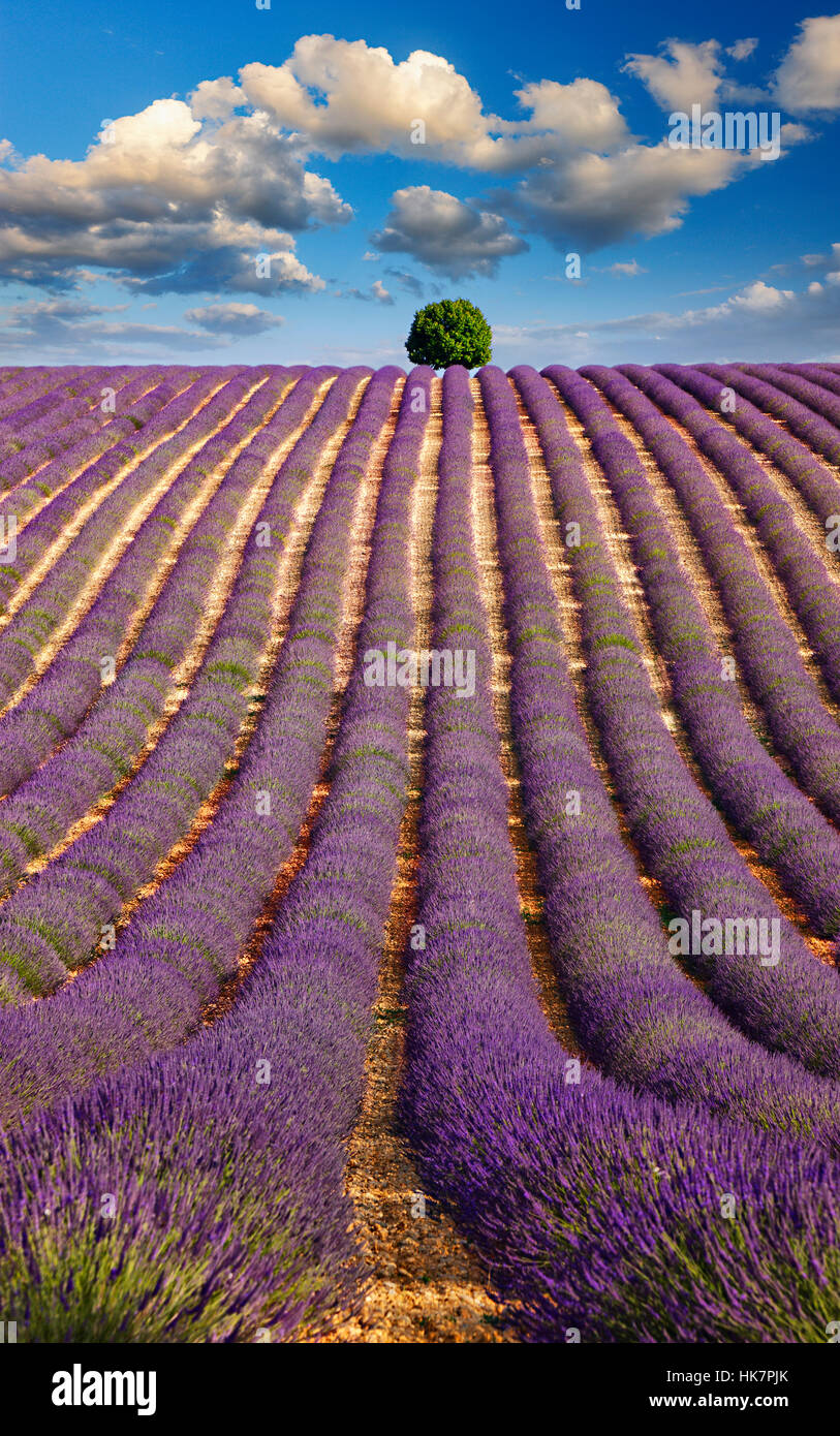 Baum auf der Oberseite Lavendelfeld Stockfoto