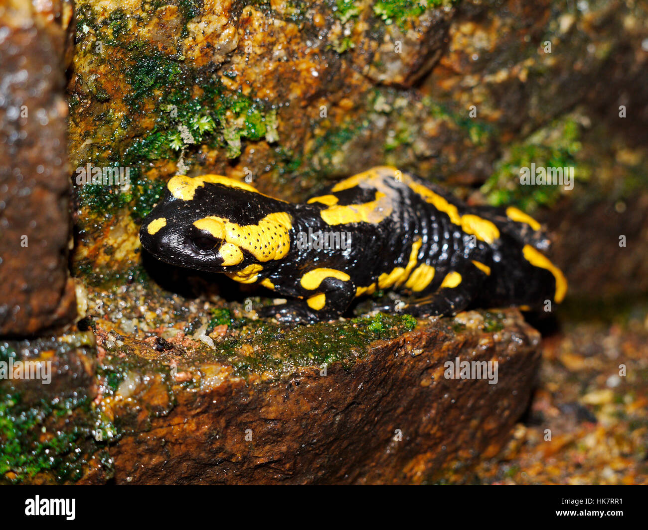 Tier, Höhle, Salamander, feucht, Makro, Nahaufnahme, Makro-Aufnahme, Nahaufnahme Stockfoto