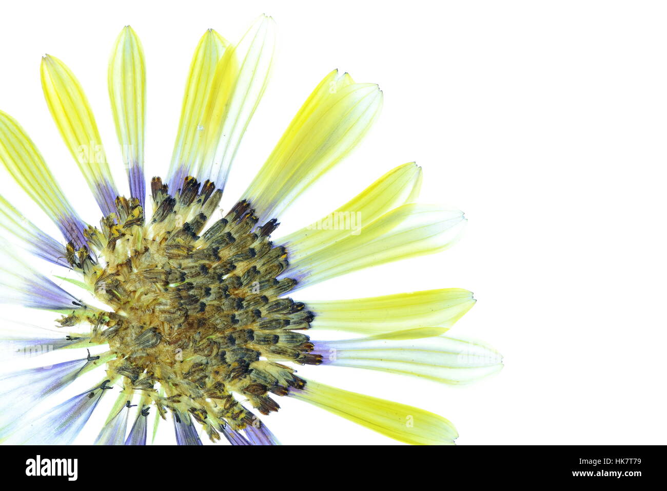 Gelbe Blüte auf weißem Hintergrund Stockfoto