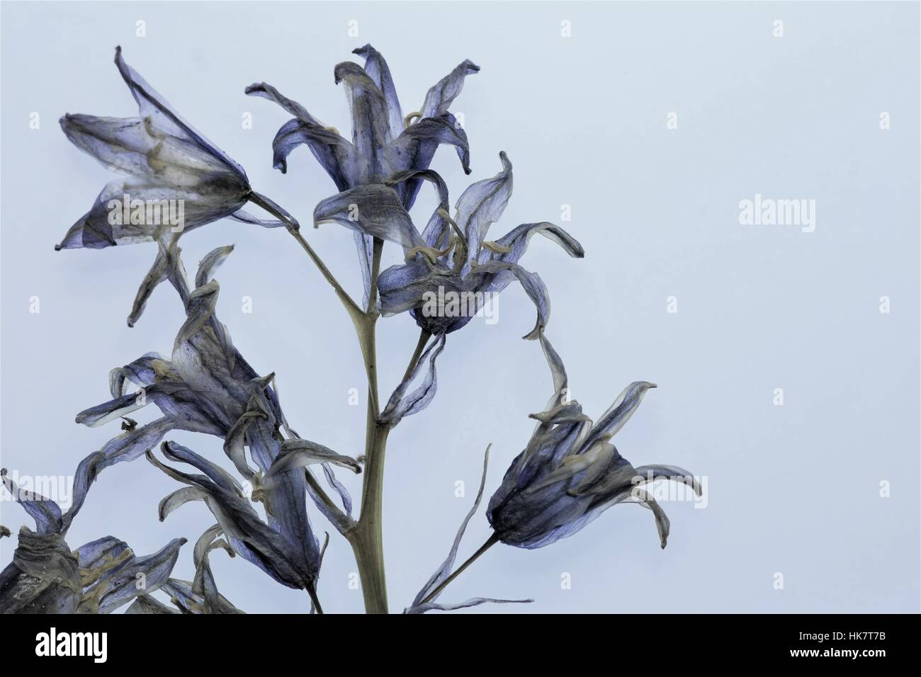 Blütenköpfchen auf neutralem Hintergrund Stockfoto