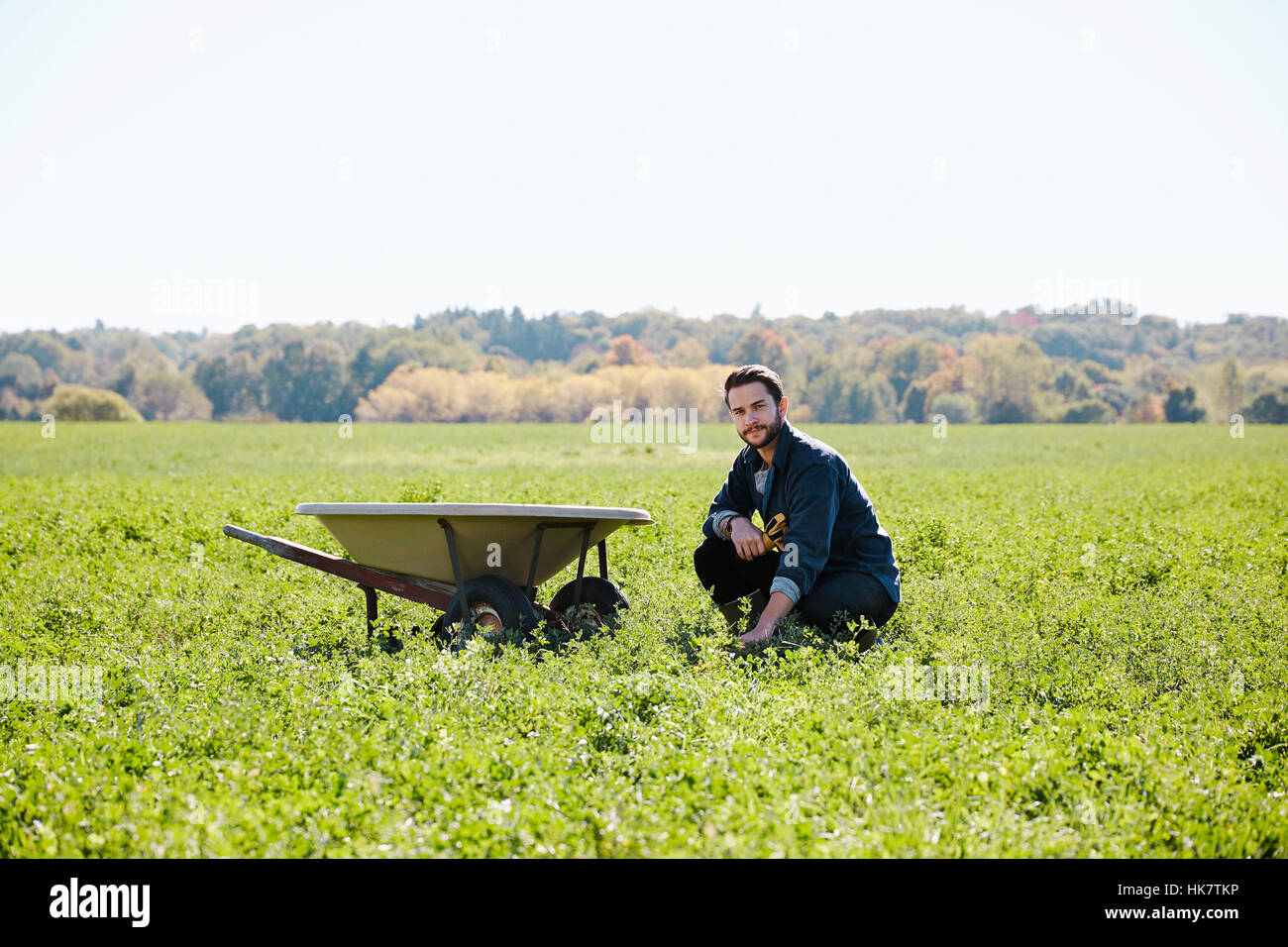 Ein junger Mann in einem Ernte-Feld neben einer Schubkarre kniet. Stockfoto
