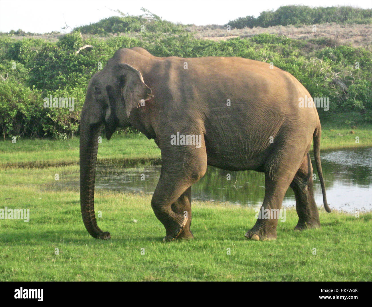Ein Sri Lanka wilder Elefant (Elephas Maximus Maximus) einer der drei