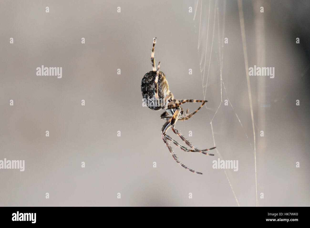 Tierwelt: Furche Spider oder Furche Orb Spider oder Laubbaume Spinne. (Larinioides Sclopetarius). Unter einer Straßenbrücke neben einen sanft fließenden Fluss gefunden. Stockfoto