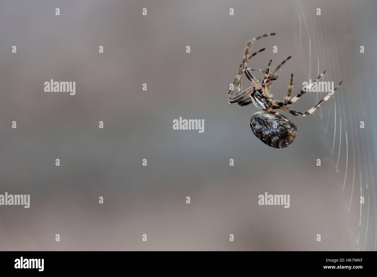 Tierwelt: Furche Spider oder Furche Orb Spider oder Laubbaume Spinne. (Larinioides Sclopetarius). Unter einer Straßenbrücke neben einen sanft fließenden Fluss gefunden. Stockfoto