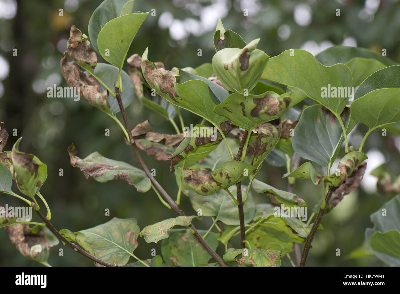 Symptome von Magnesiummangel auf Spätsommer Laub von einem lila Baum, Berkshire, Juni Stockfoto