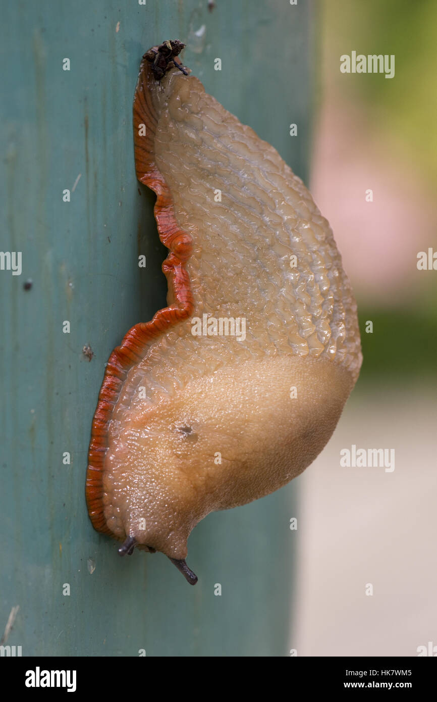 Spanisch slug, Arion Vulgaris, Beige mit orange Rock, krümmte sich in einer defensiven Modus aber langsam erweitern Antennen Stockfoto