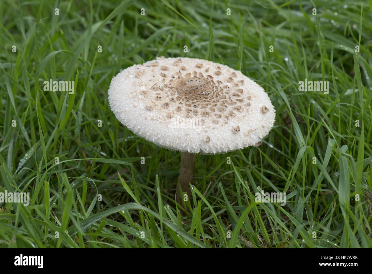 Ein Sonnenschirm Pilz im Grünland, Macrolepiota Procera, mit Kappe Fulkly offen und deutlich gekennzeichneten, September Stockfoto