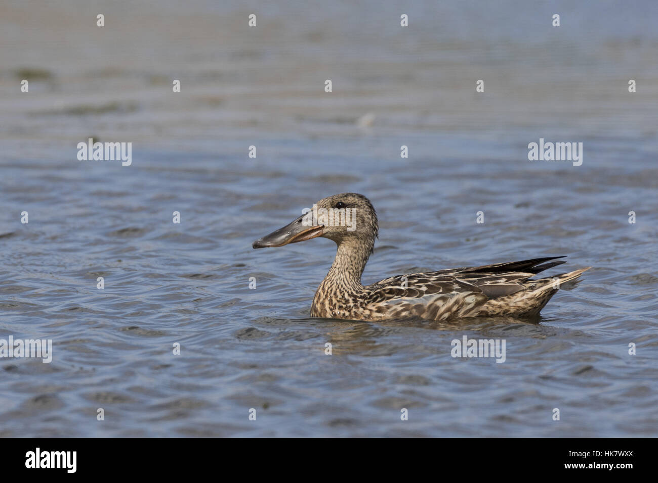 Weibliche Löffelente auf dem Wasser. Deepdale Marsh, Norfolk. Stockfoto