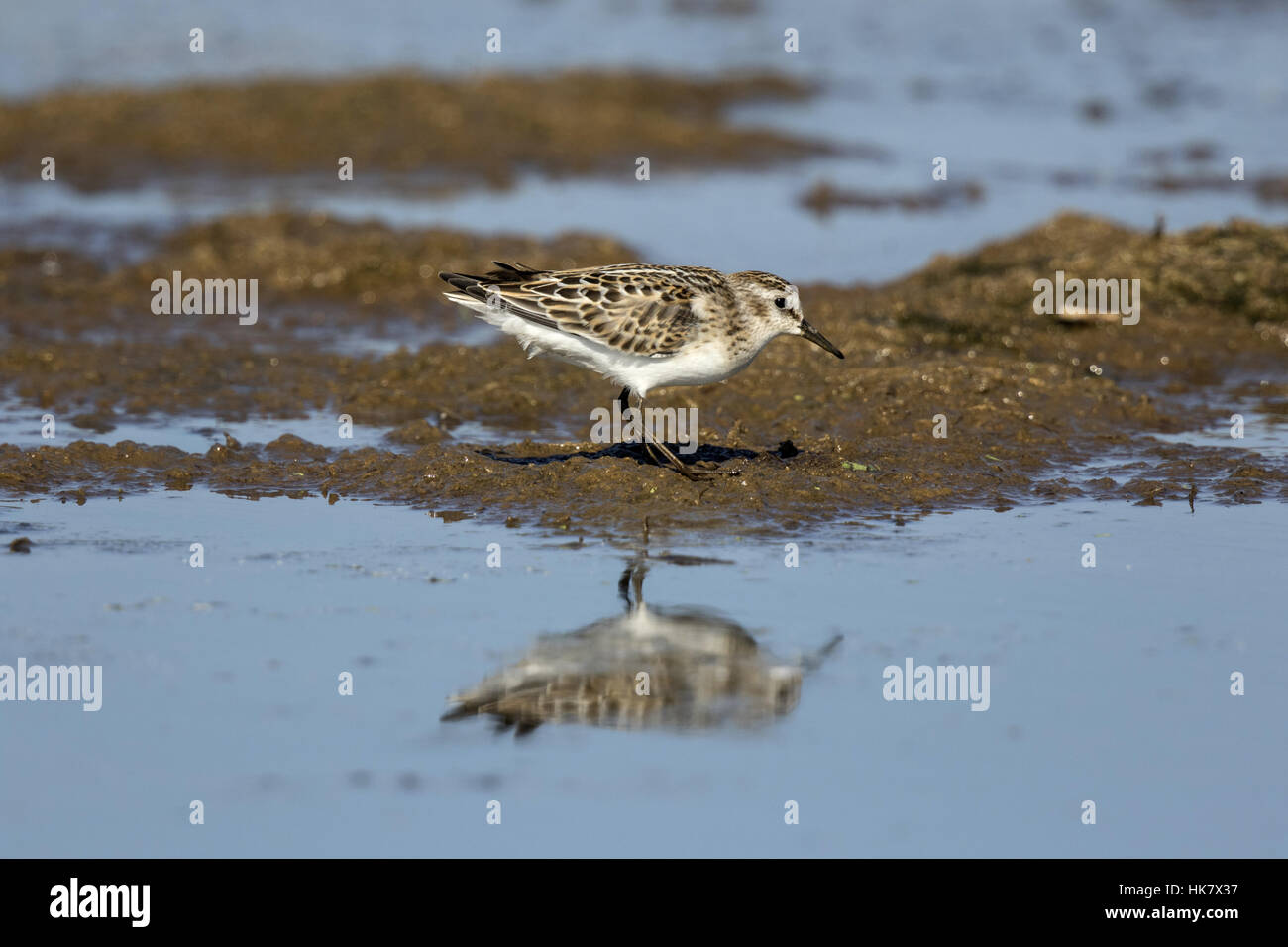 Zwergstrandläufer - Spätsommer in Deepdale Marsh Norfolk Stockfoto