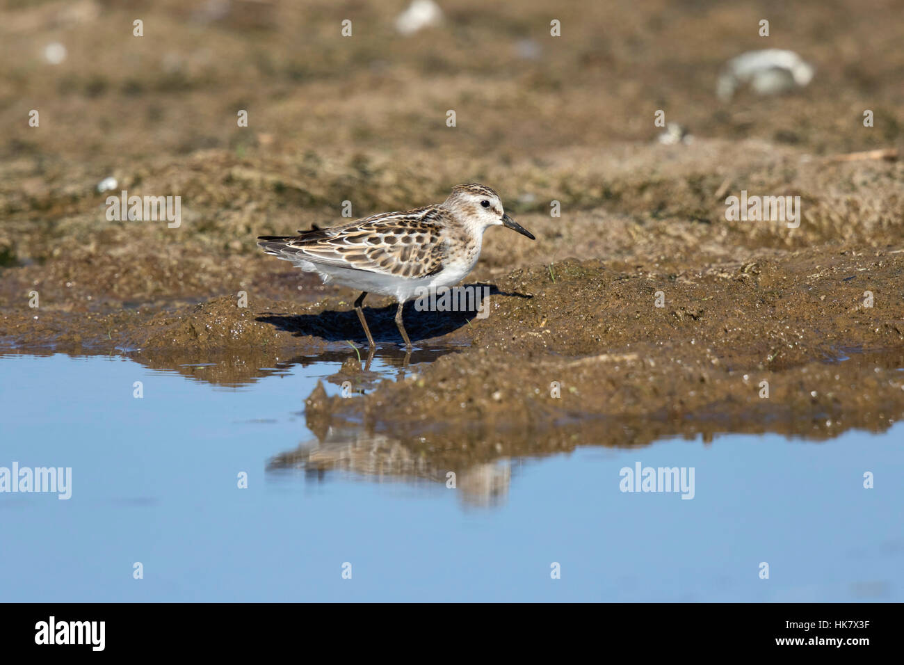 Zwergstrandläufer - Spätsommer in Deepdale Marsh Norfolk Stockfoto