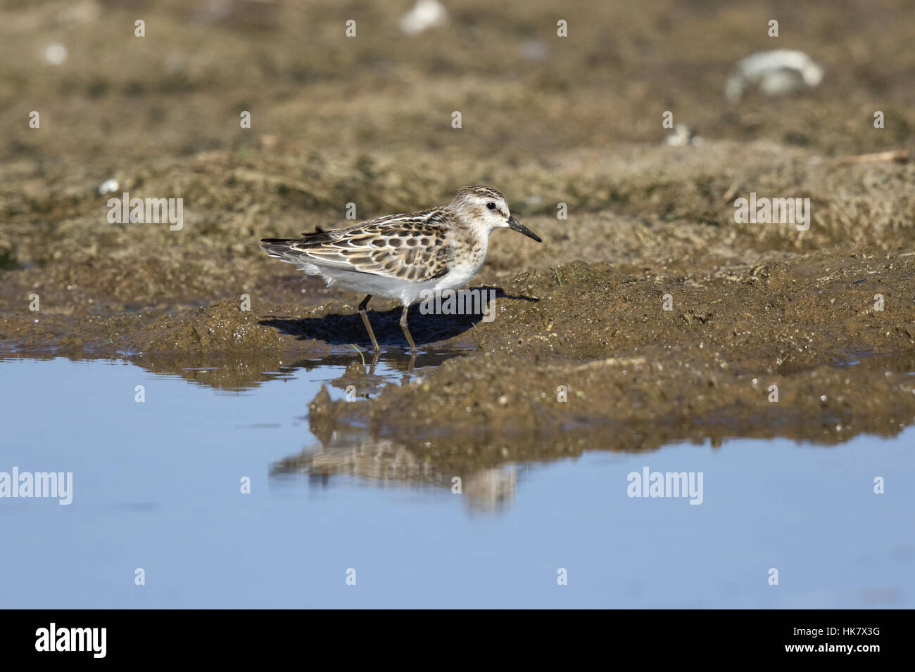 Zwergstrandläufer - Spätsommer in Deepdale Marsh Norfolk Stockfoto