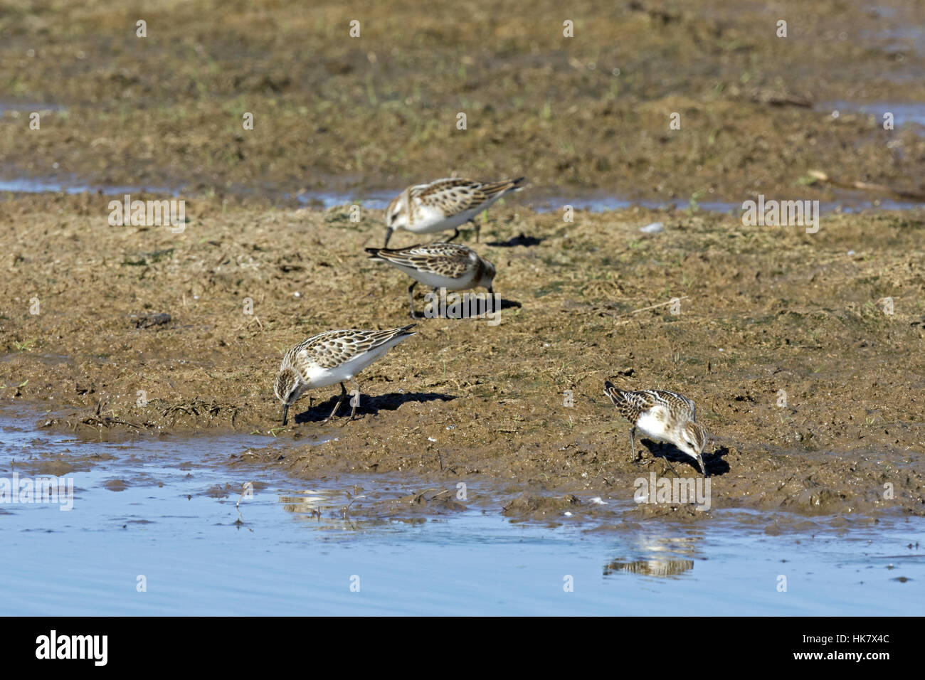 Zwergstrandläufer - Spätsommer in Deepdale Marsh Norfolk Stockfoto