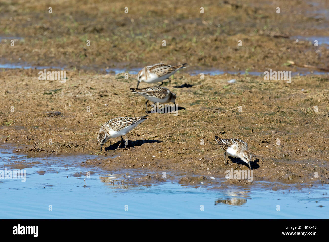 Zwergstrandläufer - Spätsommer in Deepdale Marsh Norfolk Stockfoto