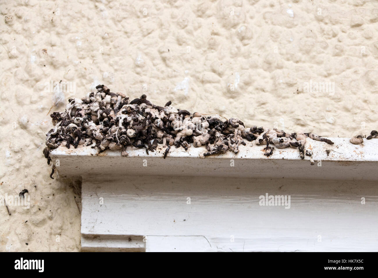 Ansammlung von Exkrementen von Mehlschwalbe nisten auf Fensterbank Stockfoto