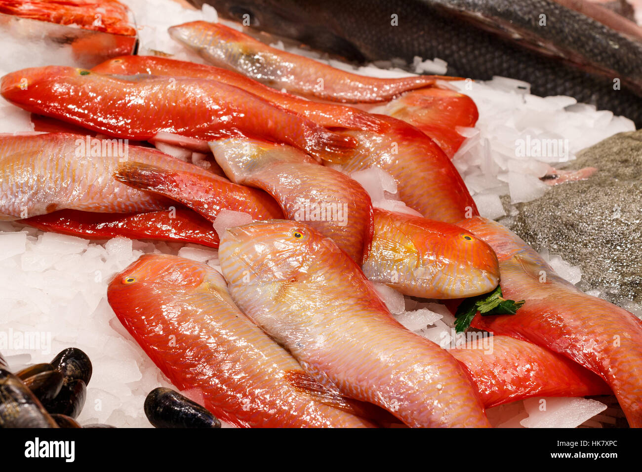Rotes Meer-Frischfisch in Eis auf Mercat De La Boqueria Barcelona, Spanien. Kopf vorne Fisch im Mittelpunkt. Stockfoto