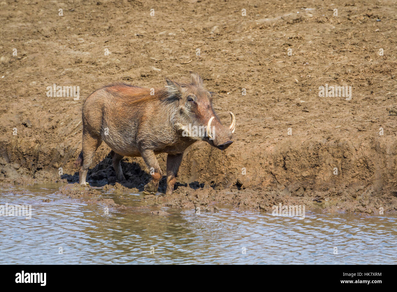 Gemeinsamen Warzenschwein im Krüger-Nationalpark, Südafrika; Specie ...