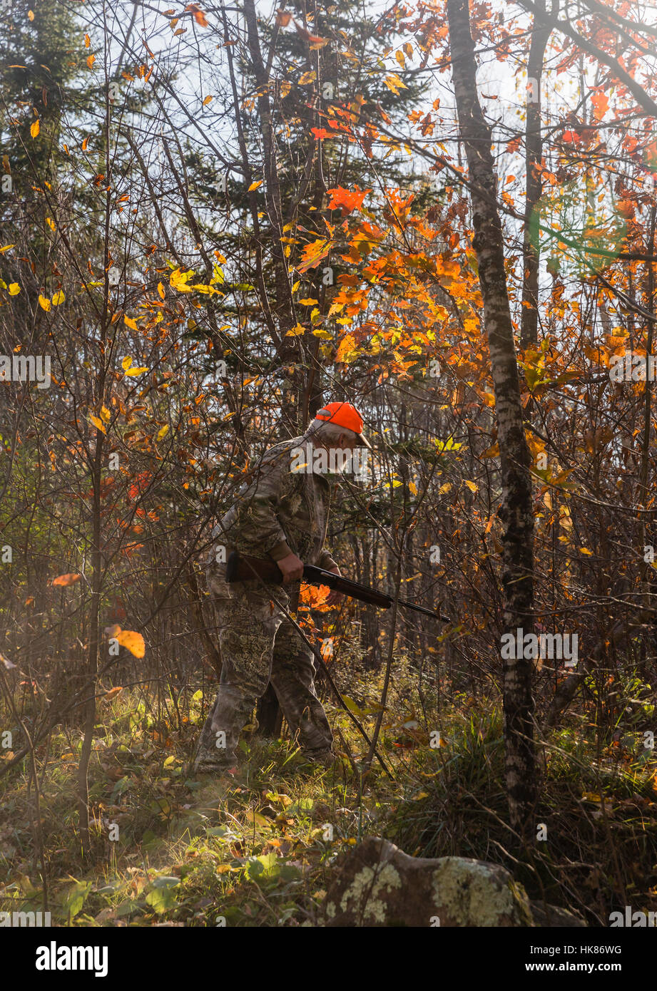 Ruffed Grouse Jagd im Herbst Stockfoto