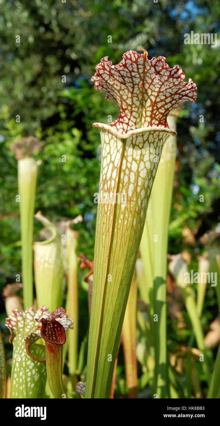 Weiß-Spitze Schlauchpflanze Sarracenia Leucophylla Stockfoto