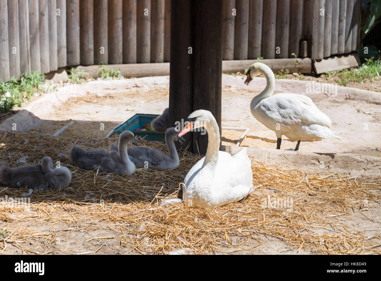 Besuch Hay Park in Kiryat Motzkin, Israel Stockfoto