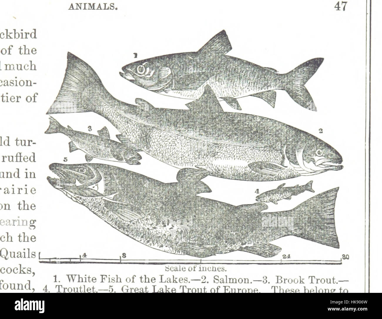 Bild von Seite 61 des "Handbuch der physischen Geographie und Institutionen des Staates Iowa" Bild entnommen Seite 61 des "Handbuch der Physik Stockfoto