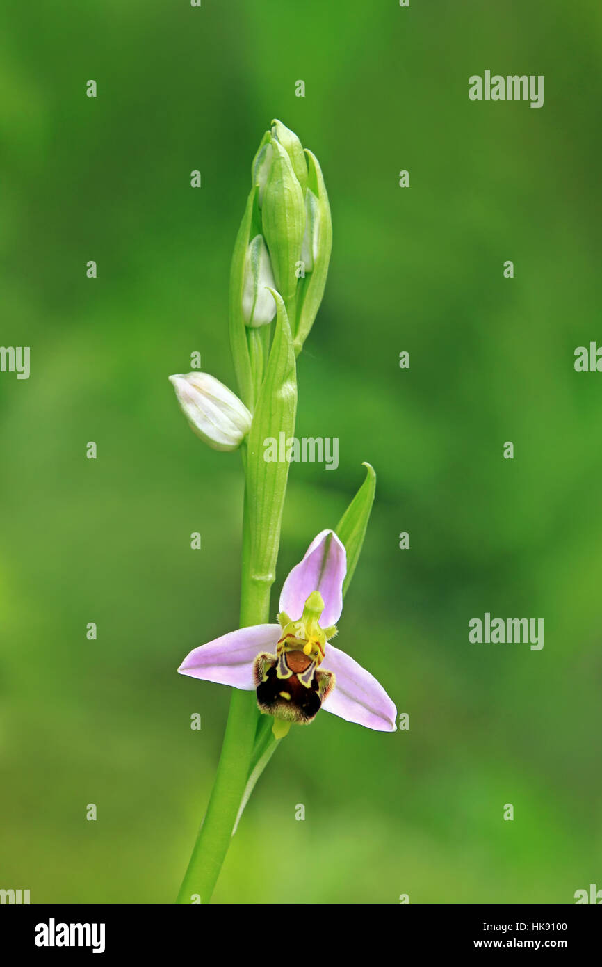 Bienen-ragwurz Stockfoto