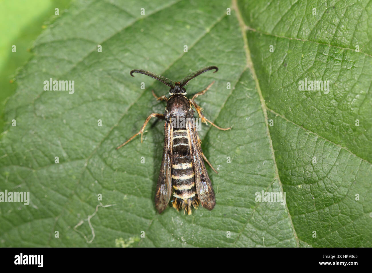 Himbeer Clearwing (Pennisetia Hylaeiformis), eine schwarz-gelbe Wespe-Mimic Motte, thront auf einem grünen Blatt Stockfoto