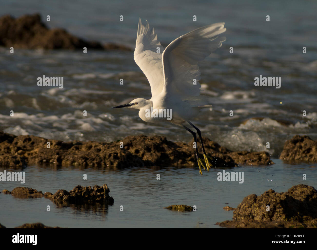 Seidenreiher wegfliegen Stockfoto