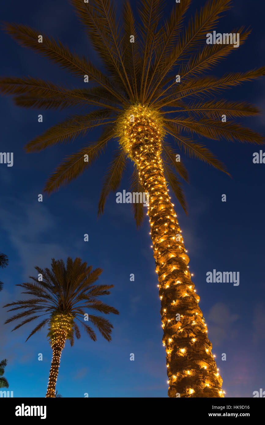 WEIHNACHTSBELEUCHTUNG AUF PALMEN Stockfoto