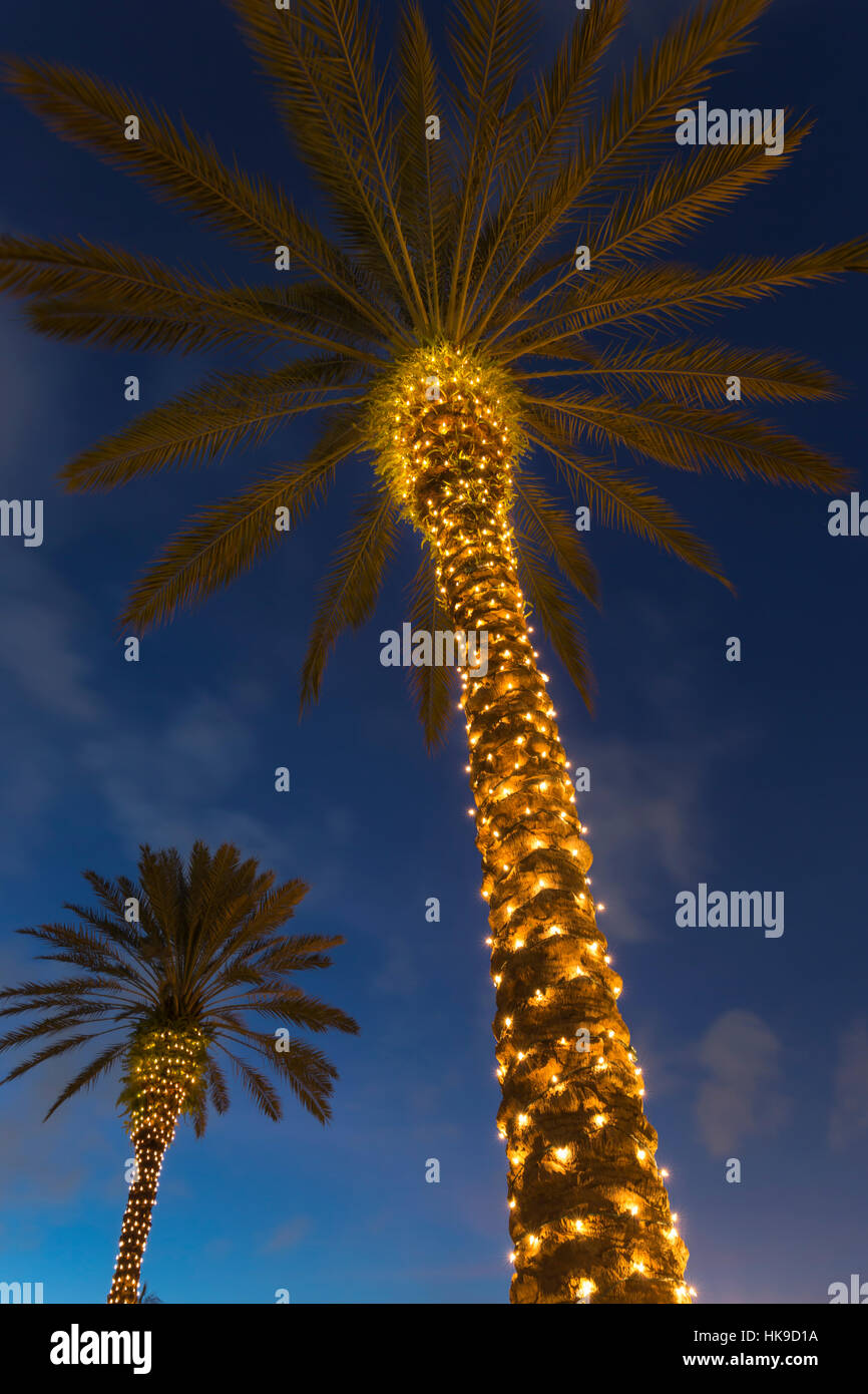 WEIHNACHTSBELEUCHTUNG AUF PALMEN Stockfoto